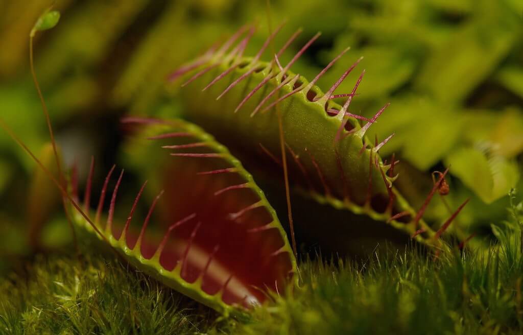 carnivorous-plant